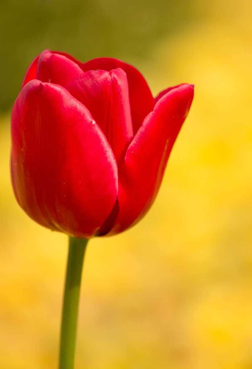 Botanical Gardens, Birmingham (May 2018)